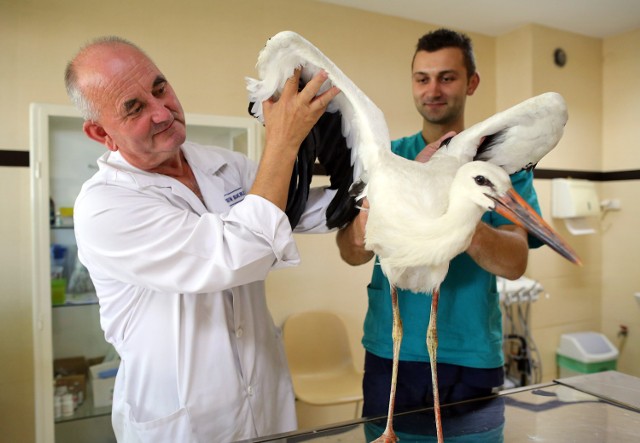 Uratowali bociana z Działoszyna. Młody ptak trafił do piotrkowskiej lecznicy