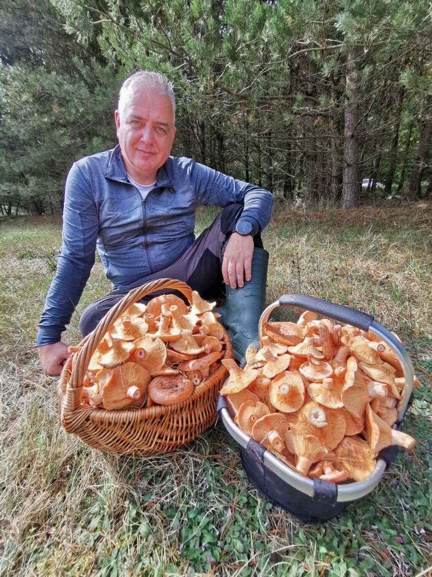 Bardzo udane rydzobranie w okolicach Szczecinka. Imponujący zbiór grzybów [zdjęcia]