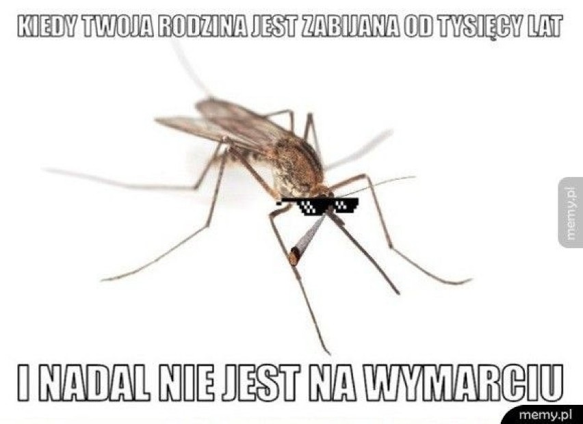 Memy o komarach. Te małe hultaje doprowadzają nas do szału. Zobacz, jak internet reaguje na plagę komarów [15.07.2021]