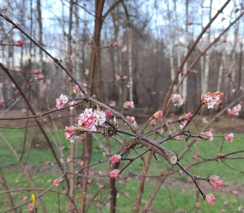 Najwyższą grudniową temperaturę w Polsce zmierzono w...