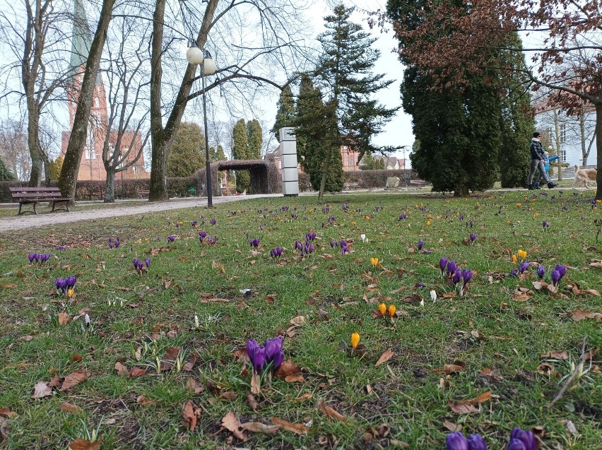 Krokusy w szczecineckim parku