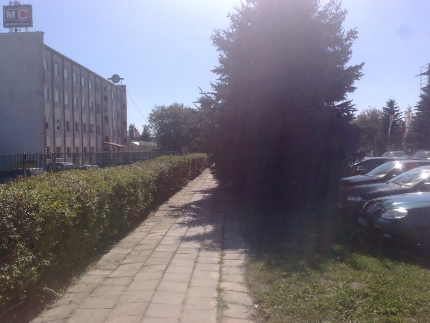 Miasto zajmie się drzewami z ul. Bursaki
