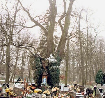 Na cmentarzu w Poniszowicach rośnie niezwykłe drzewo