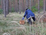 Powiat tczewski. Policja apeluje do grzybiarzy o rozsądek, rozwagę i większą wyobraźnię