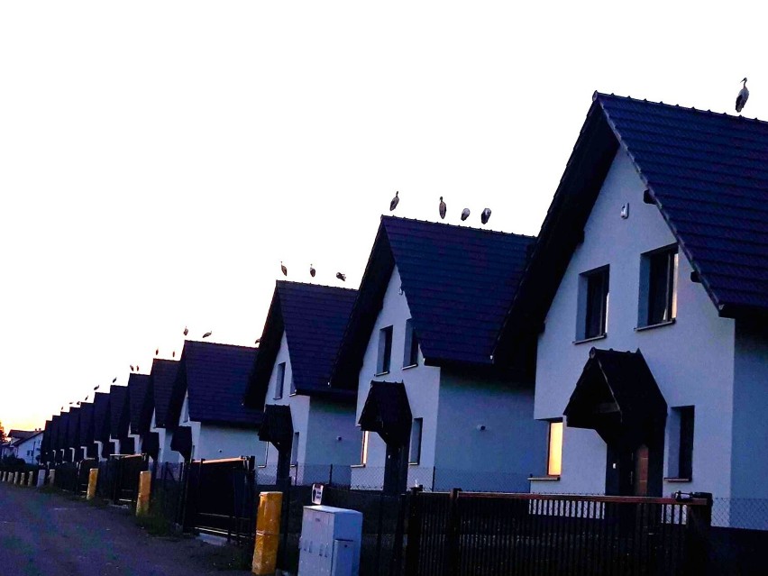 Bociany odpoczywające na dachach domów osiedla w Wielkiej...