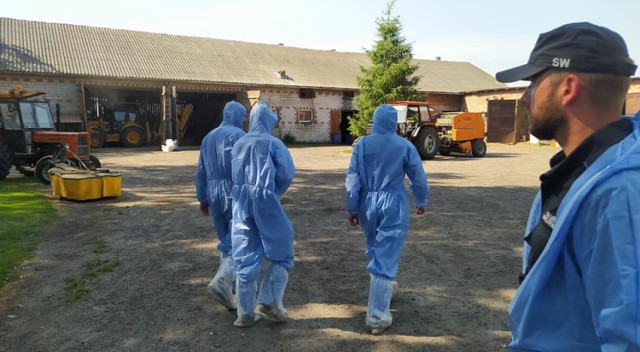 Więźniowie z Aresztu Śledczego w Piotrkowie pomagają w walce z ASF w Kruszowie