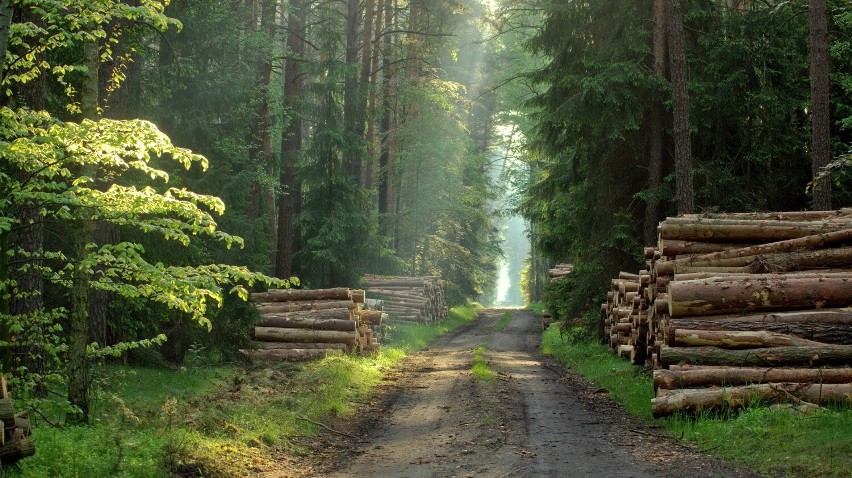 W stronę zrównoważonego rozwoju z Lasami Państwowymi