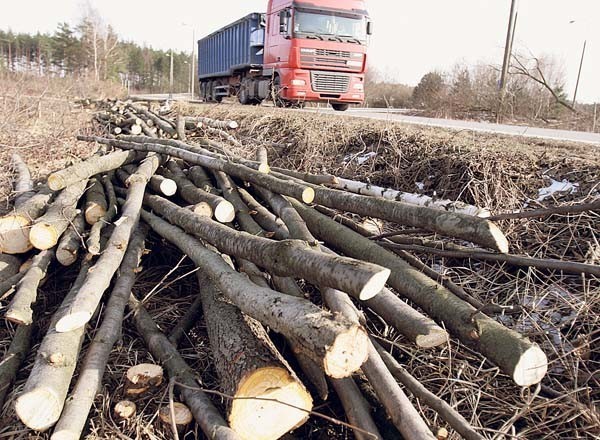 Miasto wycina drzewa pod Drogę Współpracy Regionalnej