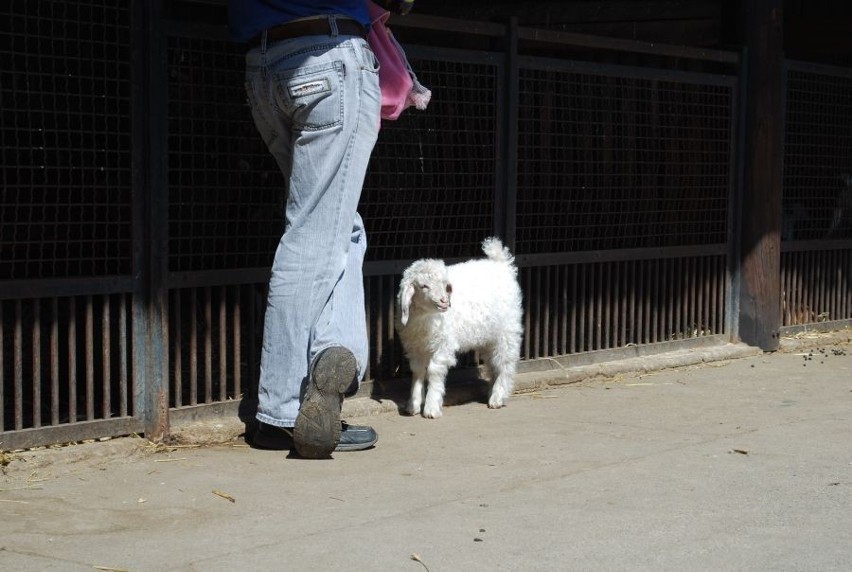 Wrocław: Zwierzęta w zoo rozpoczęły długi weekend (ZDJĘCIA)