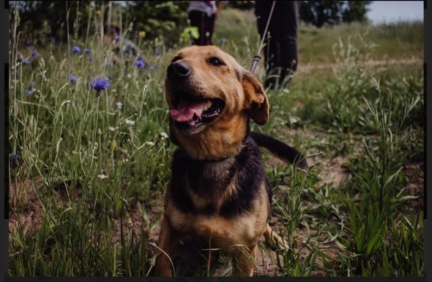 W Pabianicach odbędzie się zlot adoptowanych psów i ich nowych właścicieli