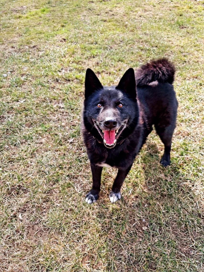 Są cudowne, ale bardzo samotne. Oto zwierzaki do adopcji w powiecie oleśnickim. Te kochające i mądre czworonogi szukają domu