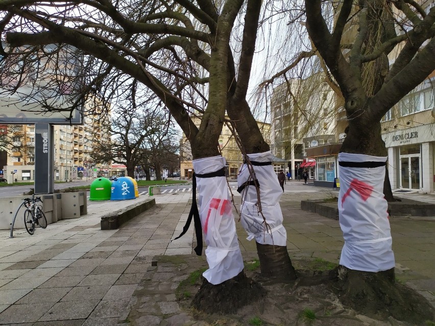 Bronią 28 drzew na alei Wojska Polskiego w Szczecinie [ZDJĘCIA]                     