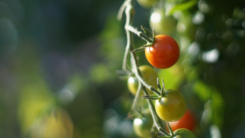 Pomidor to jedno z niewielu warzy, które korzystnie spożywać...