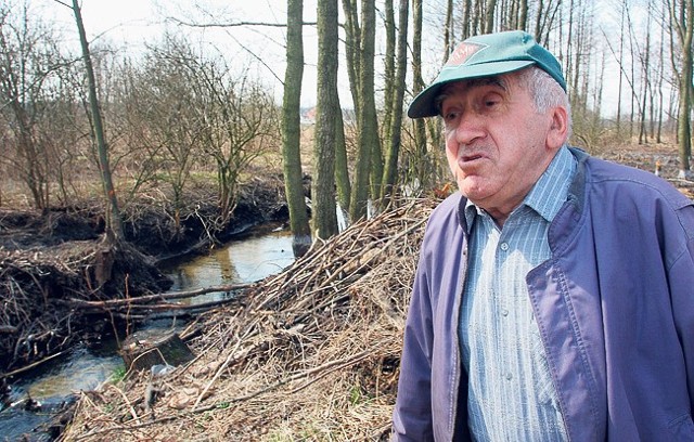 Jan Kiełbik chce, aby urzędnicy przenieśli bobry z Milejowa w inne miejsce