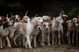 10 najpopularniejszych ras psów na świecie. Które mają największe wzięcie? Te najczęściej spotkasz na spacerach