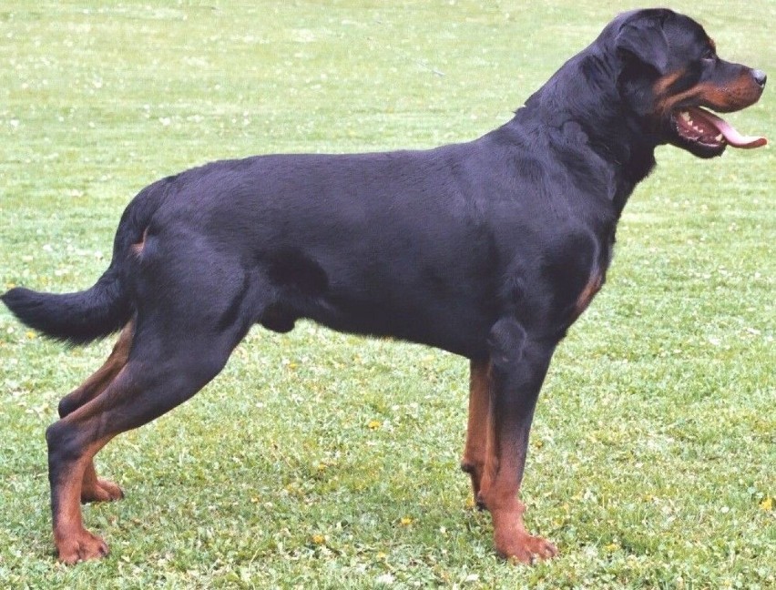 Rottweiler to niezwykle silny pies, który wykazuje dużą...
