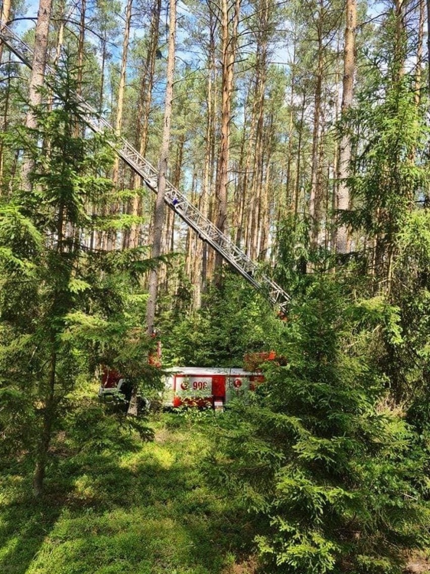 Leśnicy i strażacy ratowali pisklę myszołowa. Ktoś ściął...