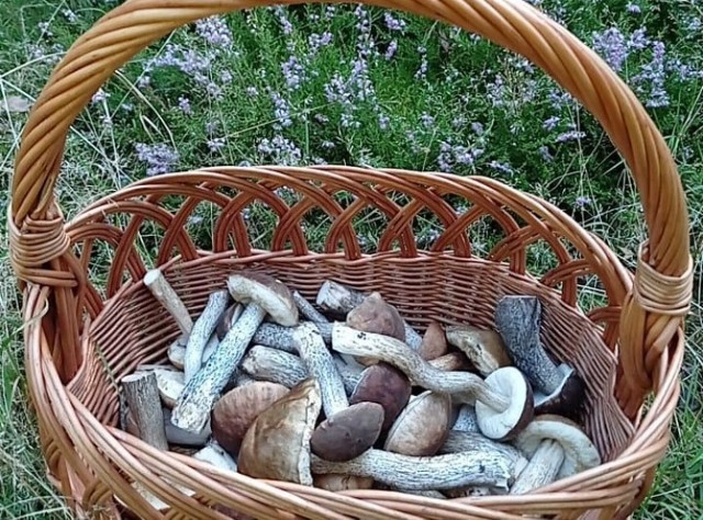 Naszym Czytelnikom udały się pierwsze zbiory grzybów. Kanie już zjedzone w panierce. Inne grzyby pewnie są suszone, lub zostały użyte do sosów grzybowych i zup. Kliknij w zdjęcie i przejdź do galerii >>>>