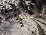 Atak zimy i pracowita noc ostrowieckich strażaków. Mnóstwo połamanych drzew. Zobacz zdjęcia