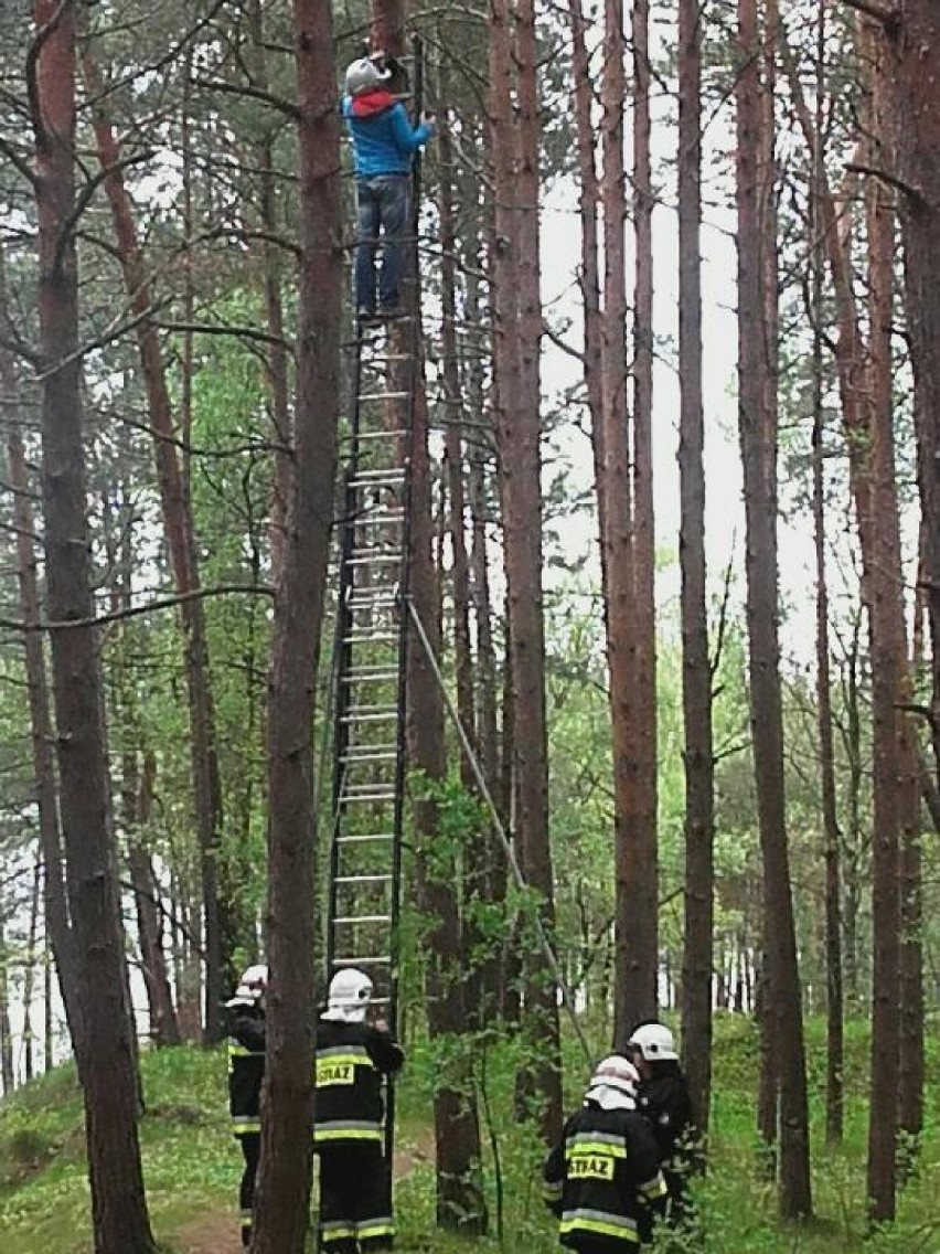 Krynica Morska. Wypadek paralotni - akcja ratunkowa na szczytach drzew