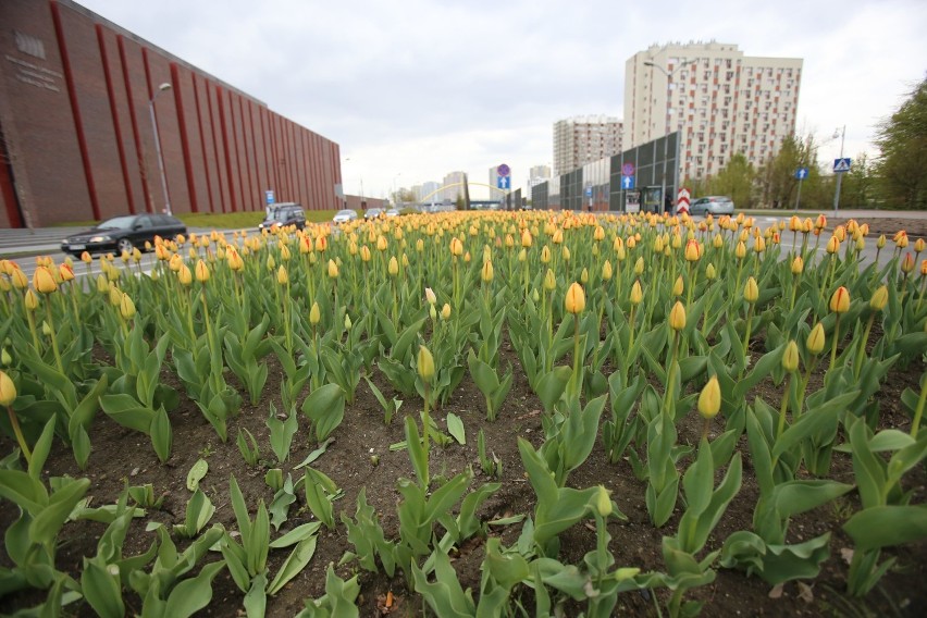Setki tulipanów zakwitły na alei Roździeńskiego. Oto Katowice wiosną 2017