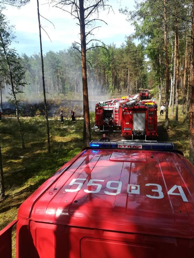 Szybko i sprawnie przeprowadzona akcja strażaków uratowała resztę lasu