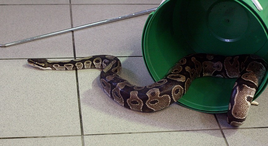 Członkowie Animal Patrolu zostali przeszkoleni w poskramianiu węży
