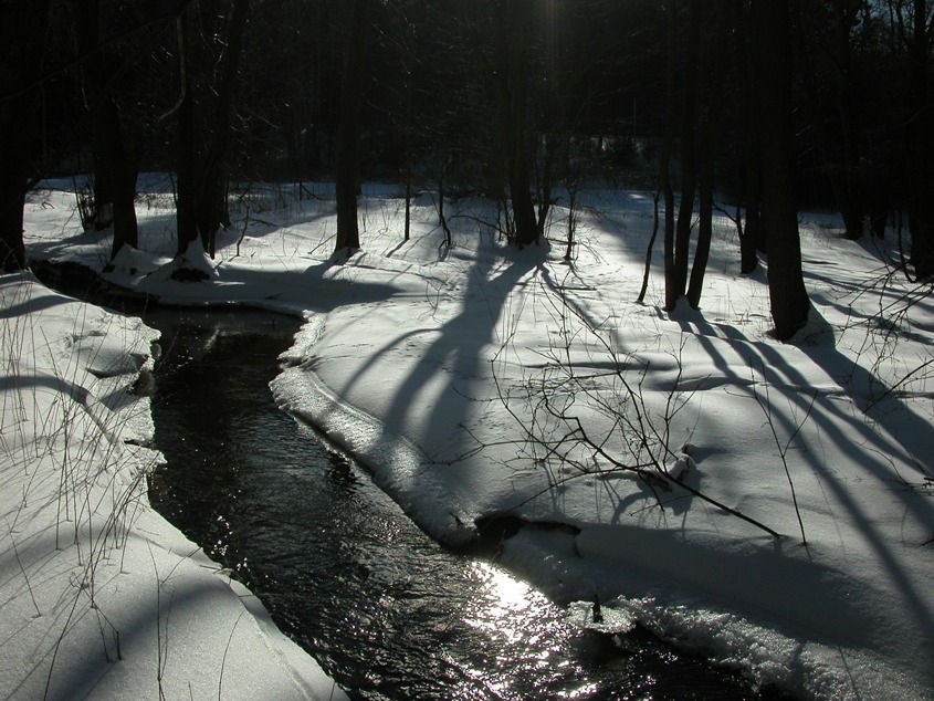 nad rzeką Strzelenką / wiosna 2013 / fot. Artur Hampel