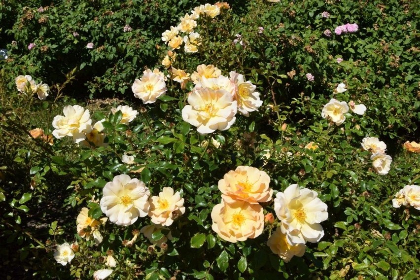 Róża okrywowa Amber Sun