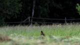 Czy na Polanie Białowieskiej powstanie farma fotowoltaiczna? Ekolodzy zapowiadają odwołanie