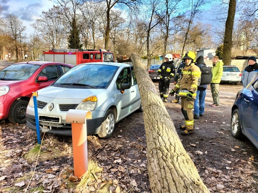 W Rudzie Śląskiej drzewo przewróciło się na samochód. Dwie osoby ranne