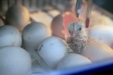 Kurczaczki wykluwały się w wielkanocny poniedziałek we wrocławskim zoo (ZDJĘCIA)