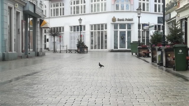 Samotny gołąb czekał na przechodniów przy ulicy Żeromskiego w Zielonej Górze.