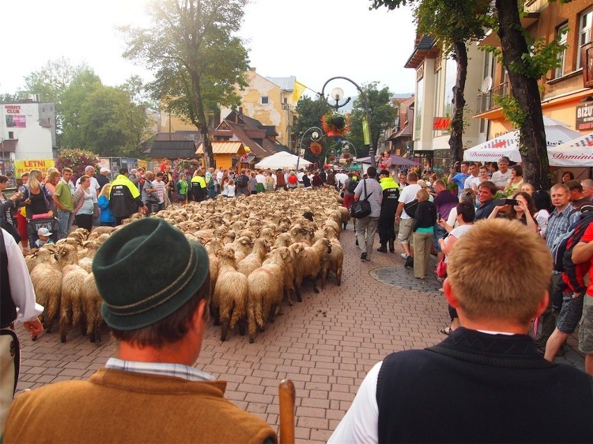 Redyk Karpacki przeszedł Krupówkami [ZDJĘCIA]