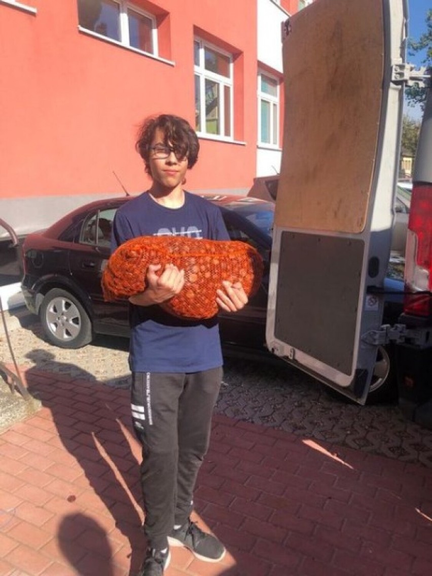 Uczniowie PSP 7 w Radomsku zbierali kasztany, teraz szkoła doposaży plac zabaw