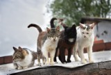 Zagrożenie dla zwierząt. Tajemnicza choroba zabija koty. Czy dotarła również do Torunia?