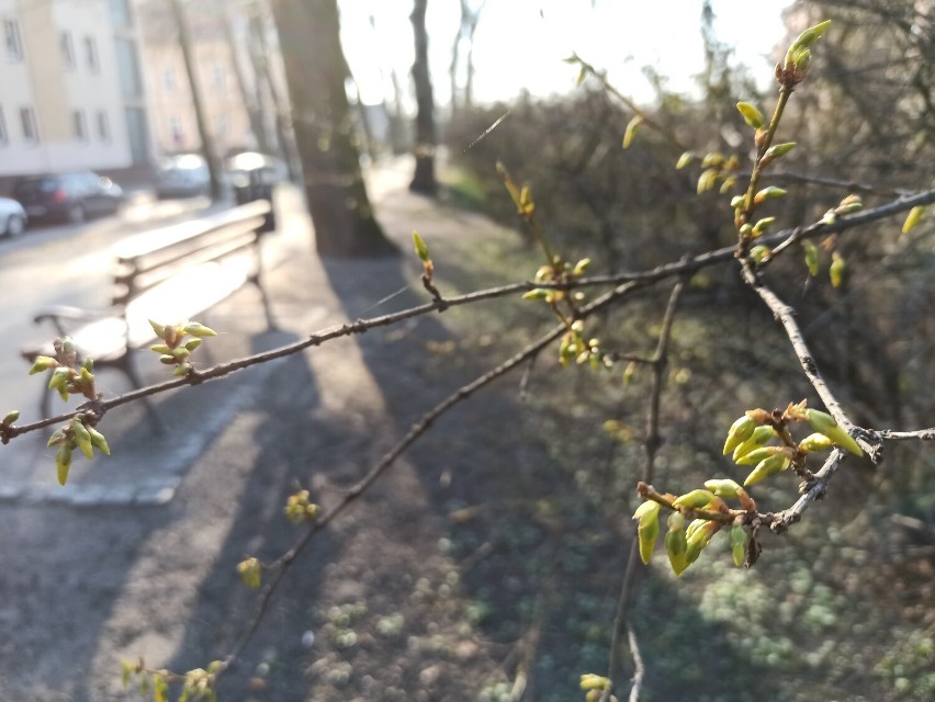 W Rawiczu czuć już wiosnę. Pierwsze pąki na plantach i kolorowe kwiaty na deptakach [ZDJĘCIA]