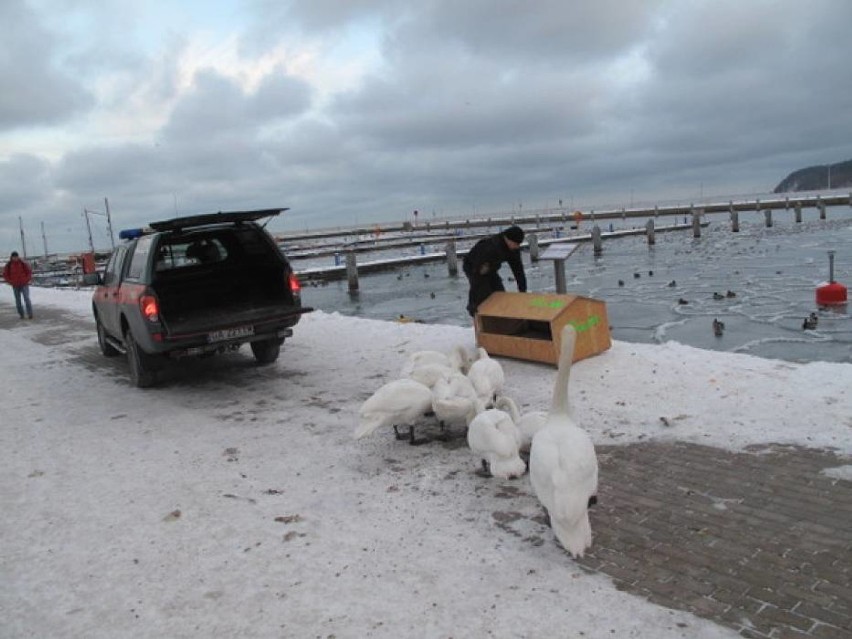 Specjalny patrol w Gdyni pomaga dzikim ptakom [WIDEO]