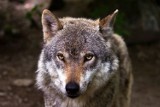 Apel do mieszkańców gminy Bukowsko dotyczący zabezpieczenia przed wilkami