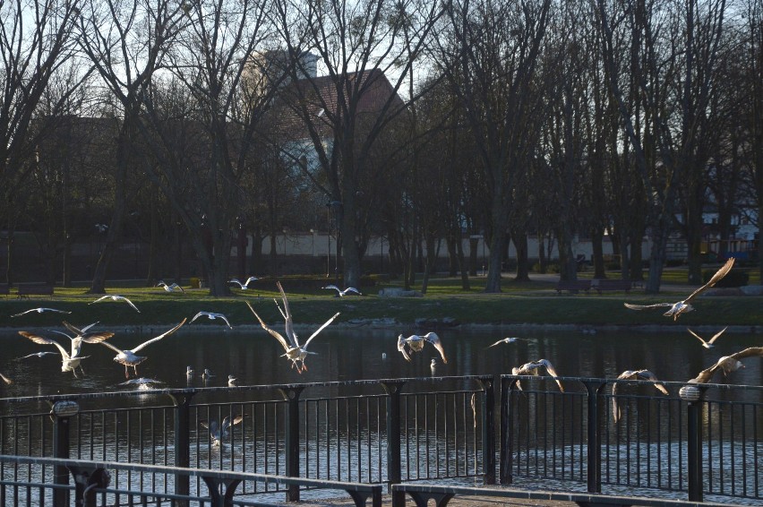 Na chojnickim rynku i w parku najlepiej mają się gołębie. Miasto opustoszało (zdjęcia)