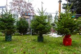 "Wymień elektrośmieci na świąteczne drzewko" - akcja w Gminie Skoki! Zaprasza Burmistrz Miasta i Gminy Skoki, Tadeusz Kłos