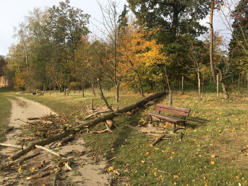 Park-arboretum w Gołuchowie. Uwaga! Wiatr połamał wiele...