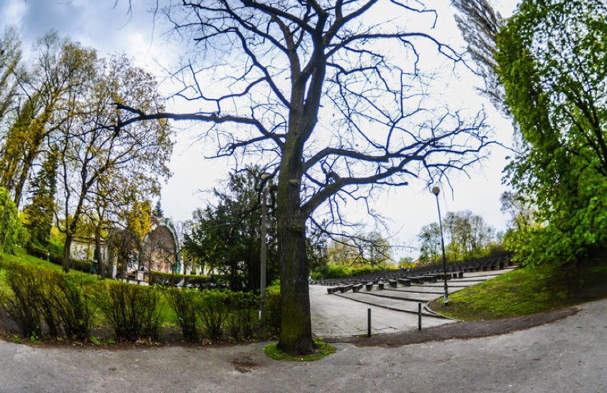 W bydgoskim "Witosie" wytną 117 drzew. Modernizacja parku budzi wątpliwości