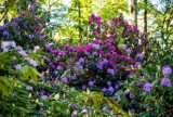 Park Książański kwitnie tysiącami kwiatów. To stuletnie różaneczniki - zdjęcia