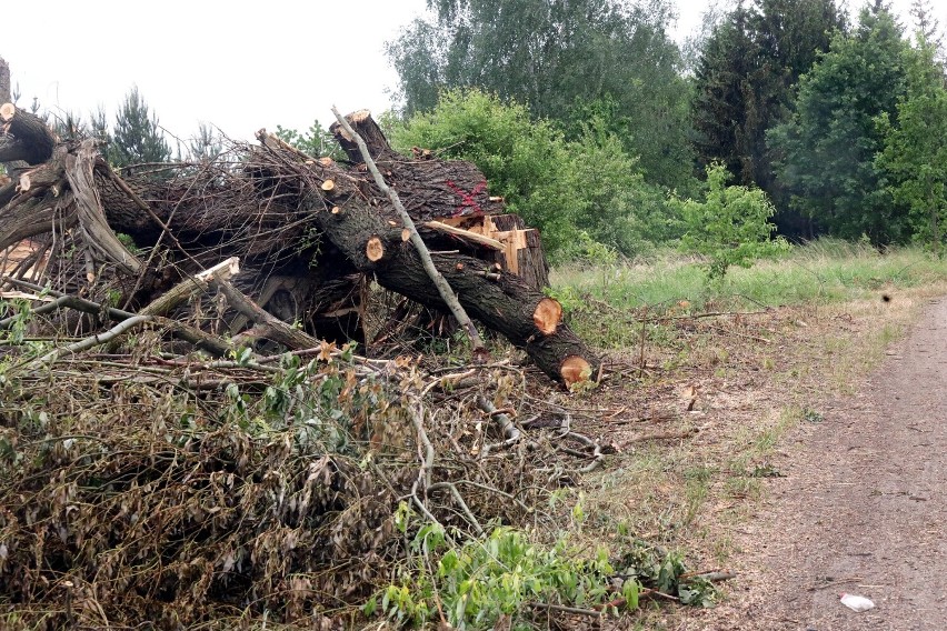 Ruszył III etap budowy zbiorczej drogi południowej w Legnicy, zaczęto wycinać drzewa