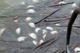 Oleśnica. Śnięte ryby w stawie przy Ogrodowej. Co wykazała kontrola Wojewódzkiego Inspektoratu Ochrony Środowiska? 