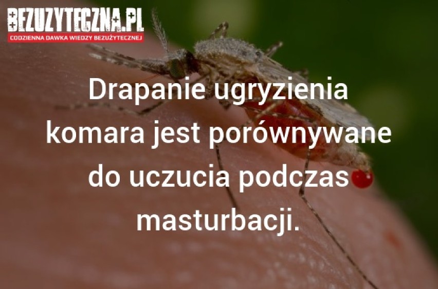 Dzień Komara: 12 faktów o uciążliwych owadach