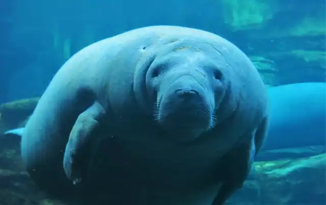 Golce, szkaradnice i manaty - m.in. takie zwierzęta zobaczycie w zoo we Wrocławiu. Niektóre urodą nie grzeszą. O najdziwniejszych zwierzętach, a czasami najbrzydszych zwierzętach świata opowiada nam Radosław Ratajszczak, prezes zoo we Wrocławiu. Kliknij w pierwsze zdjęcie i kieruj się strzałkami, by przeglądać dalej.