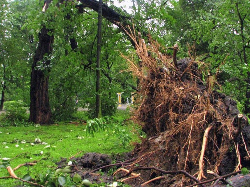 Bilans nawałnicy w Zabrzu: Powalone drzewa i zerwany dach