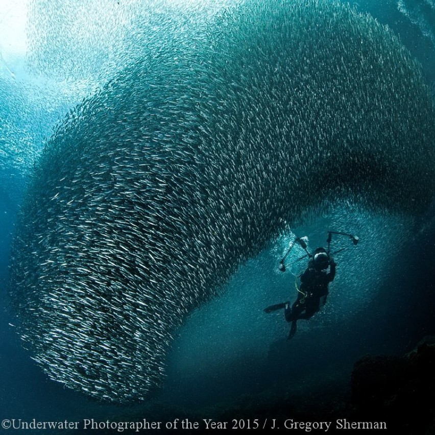 Underwater Photographer of the Year 2015